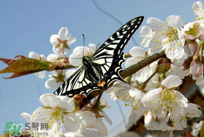 櫻桃怎么授粉？紅燈櫻桃怎么授粉？