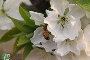 櫻桃怎么授粉？紅燈櫻桃怎么授粉？