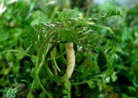 薺菜癌癥病人能吃嗎？乳腺癌能吃薺菜嗎？