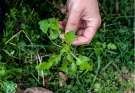 薺菜癌癥病人能吃嗎？乳腺癌能吃薺菜嗎？