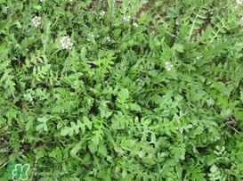 薺菜癌癥病人能吃嗎？乳腺癌能吃薺菜嗎？