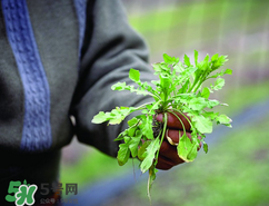 糖尿病人能吃薺菜嗎？糖尿病人可以吃薺菜嗎？