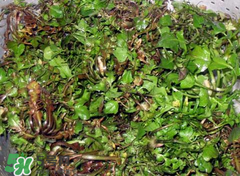 糖尿病人能吃薺菜嗎？糖尿病人可以吃薺菜嗎？