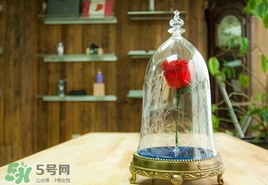 camino美女與野獸音響多少錢？camino玫瑰藍牙音箱價格