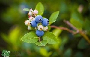 藍(lán)莓變軟了還能吃嗎？藍(lán)莓發(fā)軟了還能吃嗎？