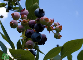 藍莓變紅可以吃嗎？藍莓發(fā)紅是壞掉了嘛？