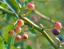 藍莓變紅可以吃嗎？藍莓發(fā)紅是壞掉了嘛？