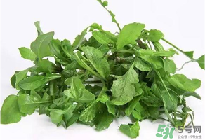 薺菜有毒嗎？吃薺菜會中毒嗎？