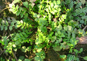 薺菜有草酸嗎？薺菜草酸高嗎？