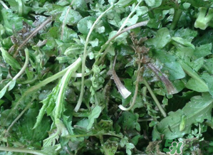 薺菜有草酸嗎？薺菜草酸高嗎？