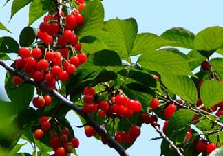 櫻桃樹幾年結(jié)果？櫻桃樹不結(jié)果怎么回事？