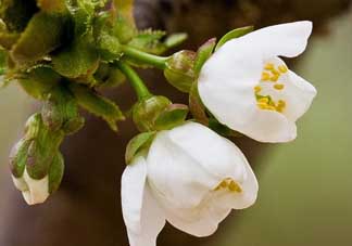 櫻桃需要授粉樹嗎？櫻桃需要什么授粉樹？