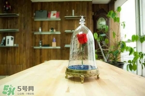 camino美女與野獸音響多少錢？camino玫瑰藍牙音箱價格