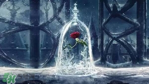 camino美女與野獸音響多少錢？camino玫瑰藍牙音箱價格