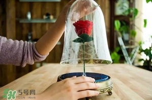 camino美女與野獸音響多少錢？camino玫瑰藍牙音箱價格