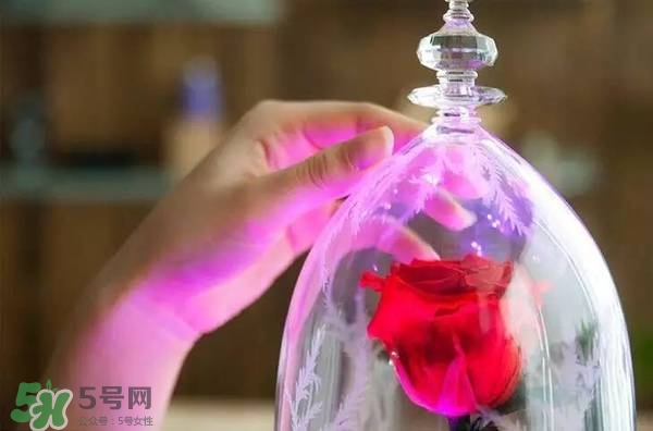 camino美女與野獸音響多少錢？camino玫瑰藍牙音箱價格