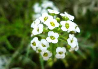 薺菜花可以泡茶嗎？薺菜花泡茶喝有什么功效？