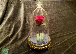 camino美女與野獸音響多少錢？camino玫瑰藍牙音箱價格