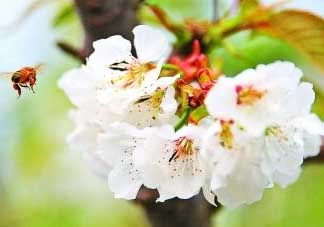 櫻桃怎么授粉？紅燈櫻桃怎么授粉？