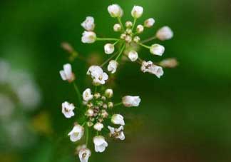 薺菜什么時候開花？薺菜花什么時候采？