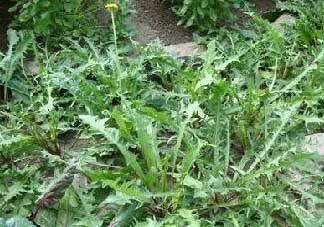 薺菜癌癥病人能吃嗎？乳腺癌能吃薺菜嗎？