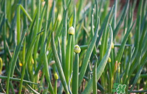 薺菜和蔥能一起吃嗎？薺菜餃子可以放蔥嗎？