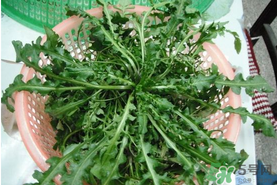 野生薺菜孕婦能吃嗎？野薺菜孕婦可以吃嗎？