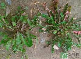 野生薺菜孕婦能吃嗎？野薺菜孕婦可以吃嗎？