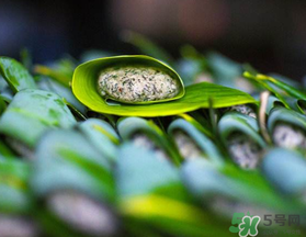 蒿子粑粑能吃嗎？蒿子粑粑可以吃嗎？