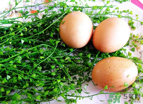 三月三吃什么煮蛋？三月三用什么煮雞蛋？