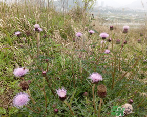 三月三可以掃墓嗎？三月三能掃墓嗎？