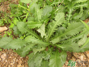 薺菜可以天天吃嗎？薺菜一天吃多少最好？