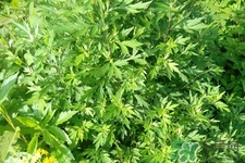 艾草是寒性的嗎？艾草是涼性的嗎？