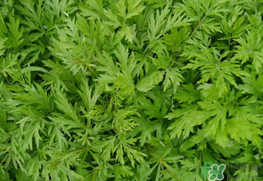 蒿子是發(fā)物嗎？蒿子是不是發(fā)物嗎？