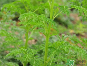 蒿子是發(fā)物嗎？蒿子是不是發(fā)物嗎？