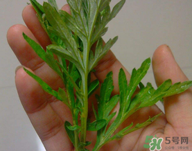 蒿子是艾葉嗎？蒿子和艾葉的區(qū)別