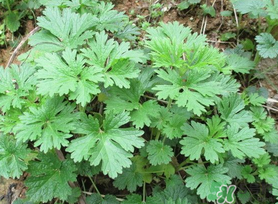 蒿子是艾葉嗎？蒿子和艾葉的區(qū)別