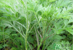 蒿子怎么保存？蒿子能放速凍保存嗎？