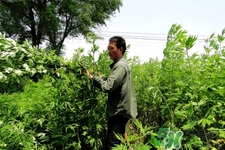 艾草可以泡腳嗎？艾葉泡腳的功效與作用