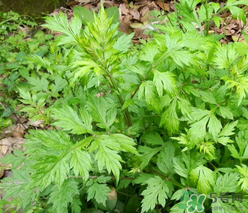 蒿子怎么保存？蒿子能放速凍保存嗎？