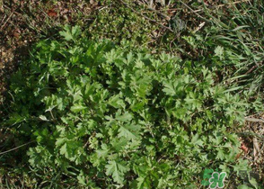 ?蒿子怎么去除苦味？?蒿子粑粑苦是什么原因？