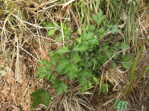 ?蒿子怎么去除苦味？?蒿子粑粑苦是什么原因？