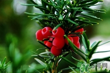 紅豆杉的營(yíng)養(yǎng)價(jià)值 紅豆杉的功效與作用 紅豆杉的營(yíng)養(yǎng)價(jià)值 紅豆杉的功效與作用