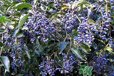 女貞子的營(yíng)養(yǎng)價(jià)值 女貞子的功效與作用 女貞子的營(yíng)養(yǎng)價(jià)值 女貞子的功效與作用