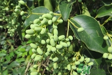 女貞子的營(yíng)養(yǎng)價(jià)值 女貞子的功效與作用 女貞子的營(yíng)養(yǎng)價(jià)值 女貞子的功效與作用