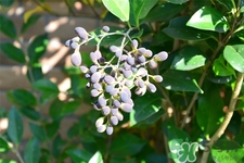 女貞子的營(yíng)養(yǎng)價(jià)值 女貞子的功效與作用 女貞子的營(yíng)養(yǎng)價(jià)值 女貞子的功效與作用