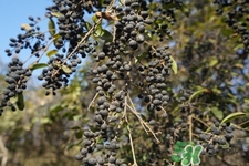 女貞子的營(yíng)養(yǎng)價(jià)值 女貞子的功效與作用 女貞子的營(yíng)養(yǎng)價(jià)值 女貞子的功效與作用