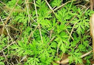 ?蒿子怎么去除苦味？?蒿子粑粑苦是什么原因？