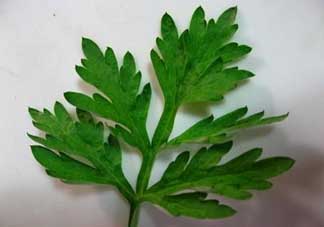 蒿子是艾葉嗎？蒿子和艾葉的區(qū)別