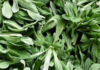 清明草是艾草嗎？清明菜是什么草？